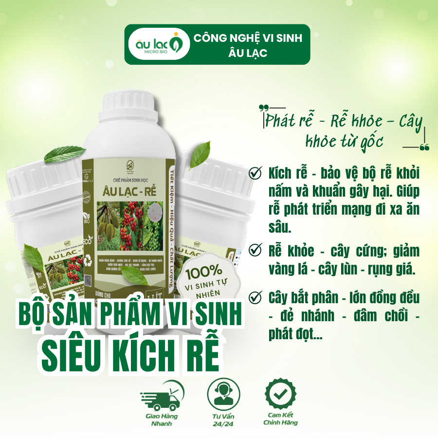 Ảnh-đại-diện-rễ